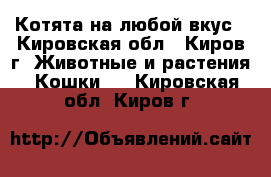 Котята на любой вкус - Кировская обл., Киров г. Животные и растения » Кошки   . Кировская обл.,Киров г.